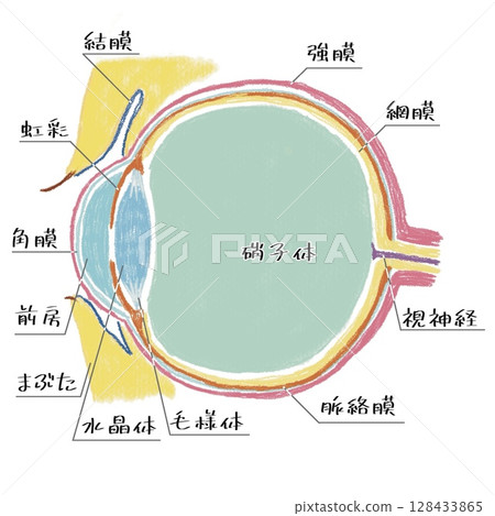 眼球結構圖 128433865