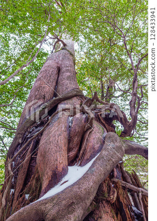 Yakusugi Cedar Goddess Cedar, Yakushima Shiratani Unsuikyo Gorge (March) 128433941