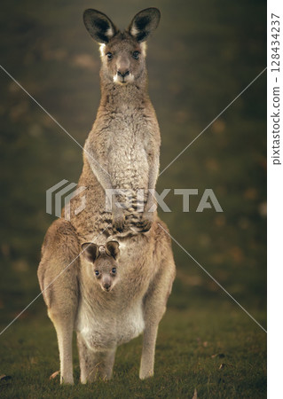 Eastern Grey Kangaroo with Joey 128434237