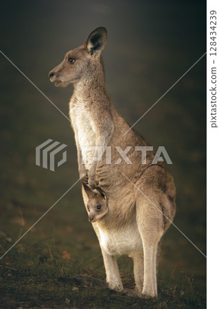Eastern Grey Kangaroo with Joey 128434239