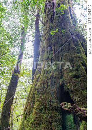 Yakusugi Cedar, Yakushima National Park (March) 128434242