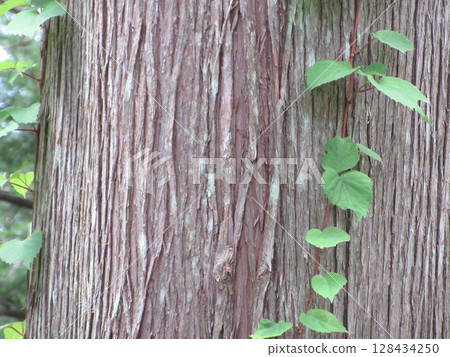Ivy creeping up the tree trunk 128434250