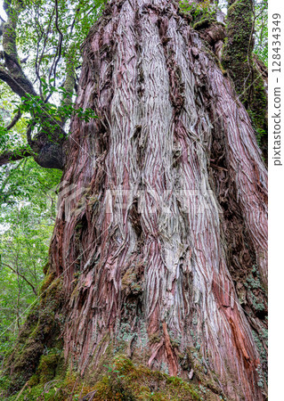 Yakushima Cedar Tree, Mother and Child Cedar, Yakushima National Park (March) 128434349