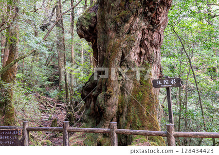 Yakusugi Buddha Cedar, Yakushima Yakusugi Land (March) 128434423