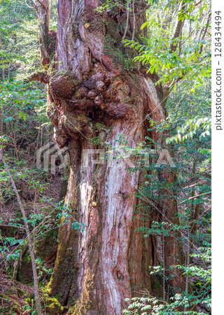 Yakusugi Nio Cedar, Yakushima National Park (March) 128434494