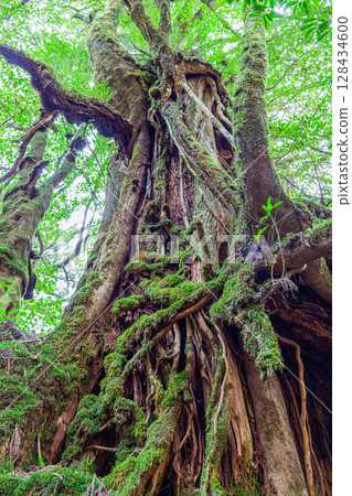 Yakusugi Samurai Cedars, Shiratani Unsuikyo Gorge, Yakushima (April) 128434600