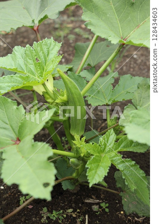 Okra at harvest time Okra at harvest time 128434603