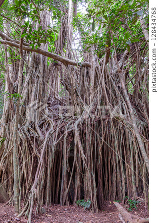 Gajumaru (Ficus Ficus) Yakushima World Heritage Forest (April) 128434768