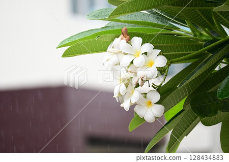beautiful frangipani flower tree in springtime, rainy day beautiful frangipani flower tree in springtime, rainy day 128434883