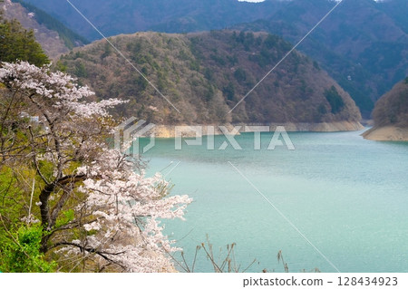 Cherry blossoms at Lake Okutama in Tokyo 128434923
