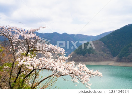 東京奧多摩湖的櫻花 東京奧多摩湖的櫻花 128434924