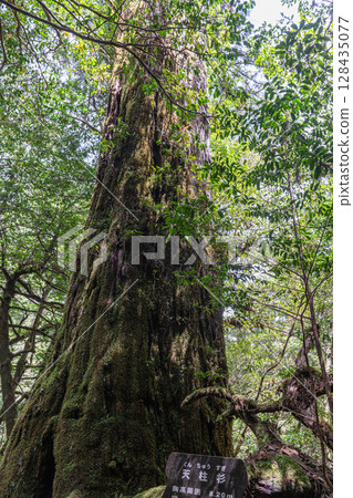 屋久島國立公園屋久杉（5 月） 128435077