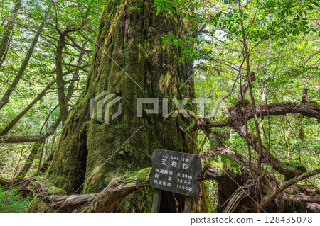 屋久島國立公園屋久杉（5 月） 128435078