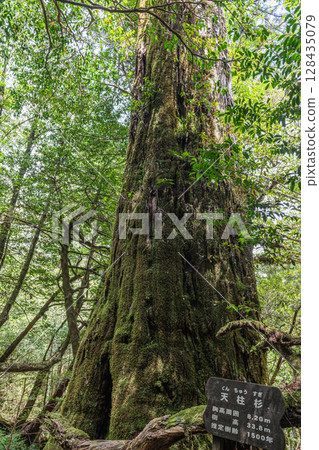 Yakusugi Cedar, Yakushima National Park (May) 128435079