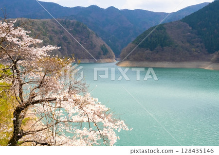 Cherry blossoms at Lake Okutama in Tokyo 128435146