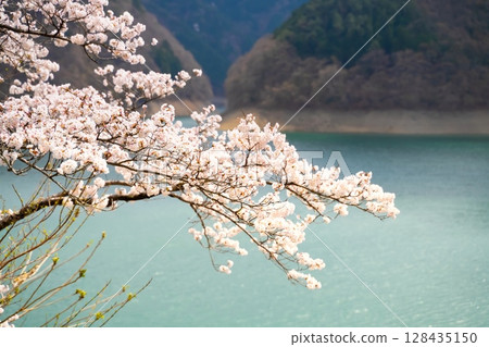東京奧多摩湖的櫻花 128435150