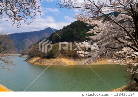 東京奧多摩湖的櫻花 128435154