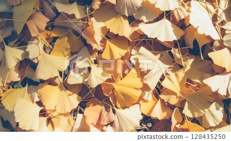 Golden yellow: Ginkgo leaves covering the ground 128435250