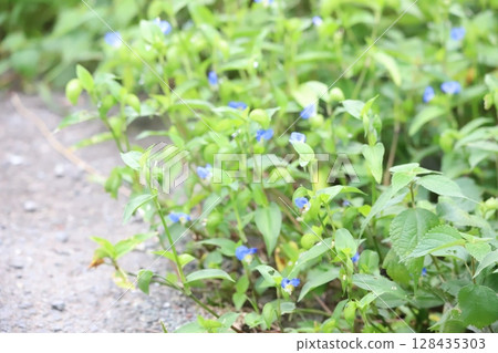 路邊盛開的亞洲白晝花 路邊盛開的亞洲白晝花 128435303