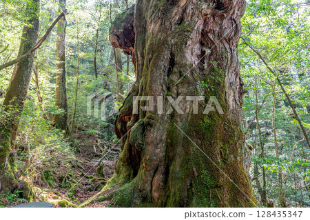屋久杉佛杉、屋久島屋久杉樂園（5月） 128435347