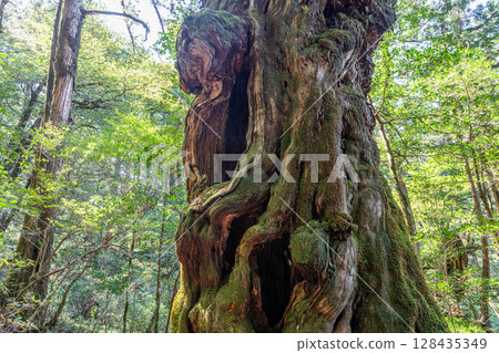 Yakusugi Buddha Cedar, Yakushima Yakusugi Land (May) Yakusugi Buddha Cedar, Yakushima Yakusugi Land (May) 128435349