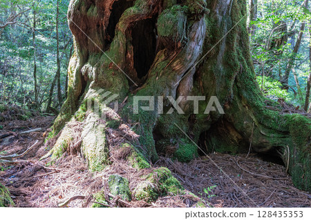 Yakusugi Buddha Cedar, Yakushima National Park (May) Yakusugi Buddha Cedar, Yakushima National Park (May) 128435353