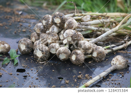 Garlic being harvested Garlic being harvested 128435384