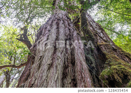 Yakusugi Mother and Child Cedar, Yakushima Yakusugi Land (May) Yakusugi Mother and Child Cedar, Yakushima Yakusugi Land (May) 128435454