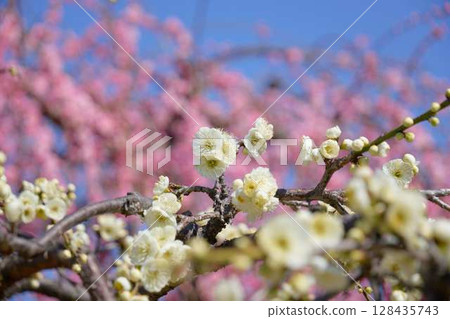 White plum blossoms blooming against a background of pink plums White plum blossoms blooming against a background of pink plums 128435743