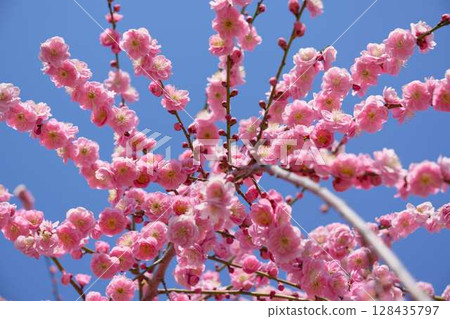 紅梅花在藍天下綻放 紅梅花在藍天下綻放 128435797