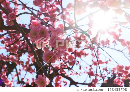 Pink plum blossoms bathed in sunlight Pink plum blossoms bathed in sunlight 128435798