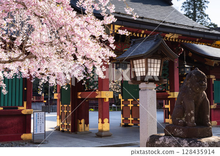 鹽釜神社唐門的櫻花 128435914
