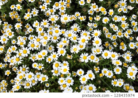 瑪格麗特花的園藝 瑪格麗特花的園藝 128435974