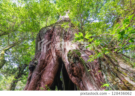 屋久杉第二代大杉杉、屋久島白谷雲水峽（6月） 128436062