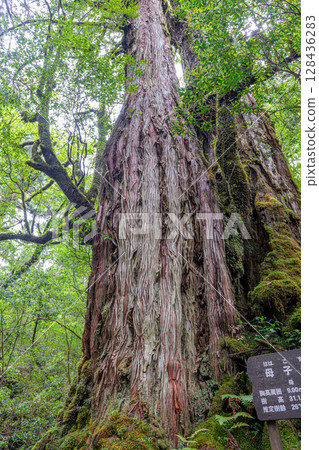 Yakusugi Mother and Child Cedar, Yakushima Yakusugi Land (July) 128436283