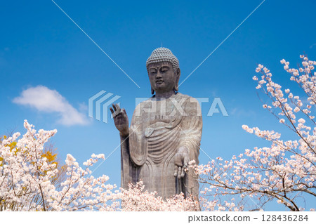 Ushiku Buddha and cherry blossoms in full bloom, Ibaraki Prefecture Ushiku Buddha and cherry blossoms in full bloom, Ibaraki Prefecture 128436284