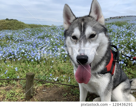 粉蝶花和西伯利亞雪橇犬 128436291