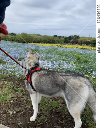 Husky and Nemophila Husky and Nemophila 128436391