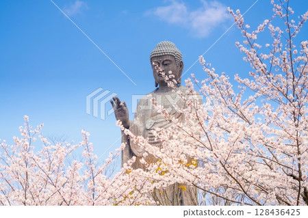 Ushiku Buddha and cherry blossoms in full bloom, Ibaraki Prefecture 128436425