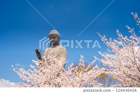 茨城縣牛久大佛與盛開的櫻花 128436426