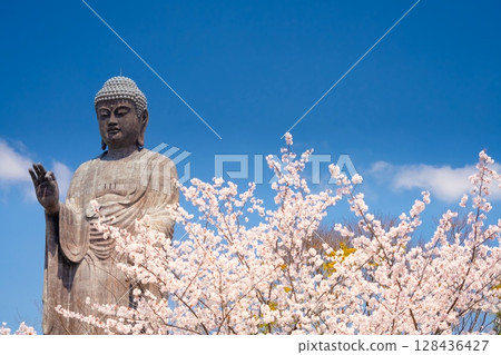 茨城縣牛久大佛與盛開的櫻花 茨城縣牛久大佛與盛開的櫻花 128436427