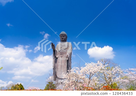 Ushiku Buddha and cherry blossoms in full bloom, Ibaraki Prefecture 128436433