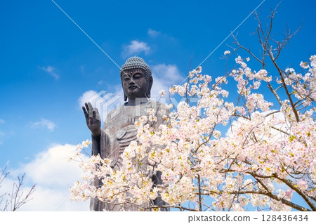 Ushiku Buddha and cherry blossoms in full bloom, Ibaraki Prefecture Ushiku Buddha and cherry blossoms in full bloom, Ibaraki Prefecture 128436434
