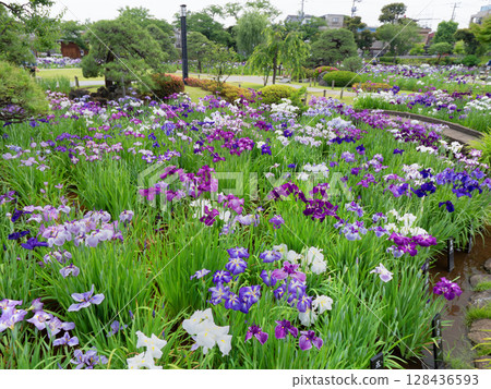 Iris flowers in full bloom at Horikiri Iris Garden, Tokyo 128436593