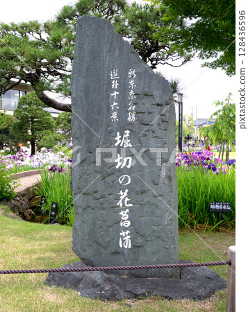 Iris flowers in full bloom at Horikiri Iris Garden, Tokyo 128436596