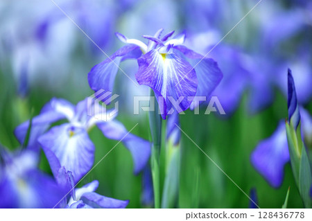 鳶尾花 鳶尾花 128436778