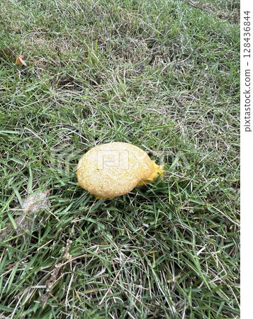 Something I don't know if it was a fungus growing on the grass 128436844