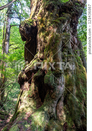 Yakusugi Buddha Cedar, Yakushima National Park (August) 128436867