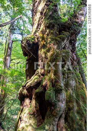 Yakusugi Buddha Cedar, Yakushima National Park (August) Yakusugi Buddha Cedar, Yakushima National Park (August) 128436868