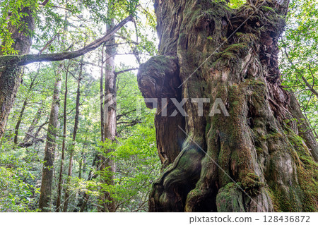 Yakusugi Buddha Cedar, Yakushima National Park (August) 128436872